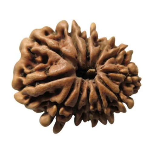 12 Mukhi Nepali Rudraksha — Surya Dev