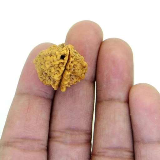 2 Mukhi Nepali Rudraksha — Ardhanarishwar