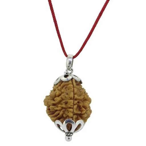 2 Mukhi Nepali Rudraksha — Photo 8 of 8