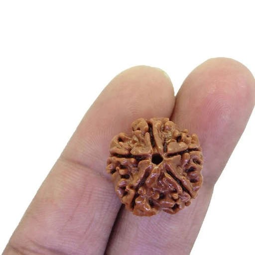 Nepali 5 Mukhi Rudraksha
