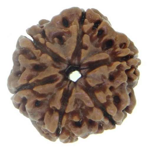 6 Mukhi Nepali Rudraksha — Bhagwan Kartikeya