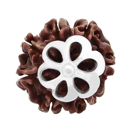 7 Mukhi Nepali Rudraksha — Maa Mahalakshmi